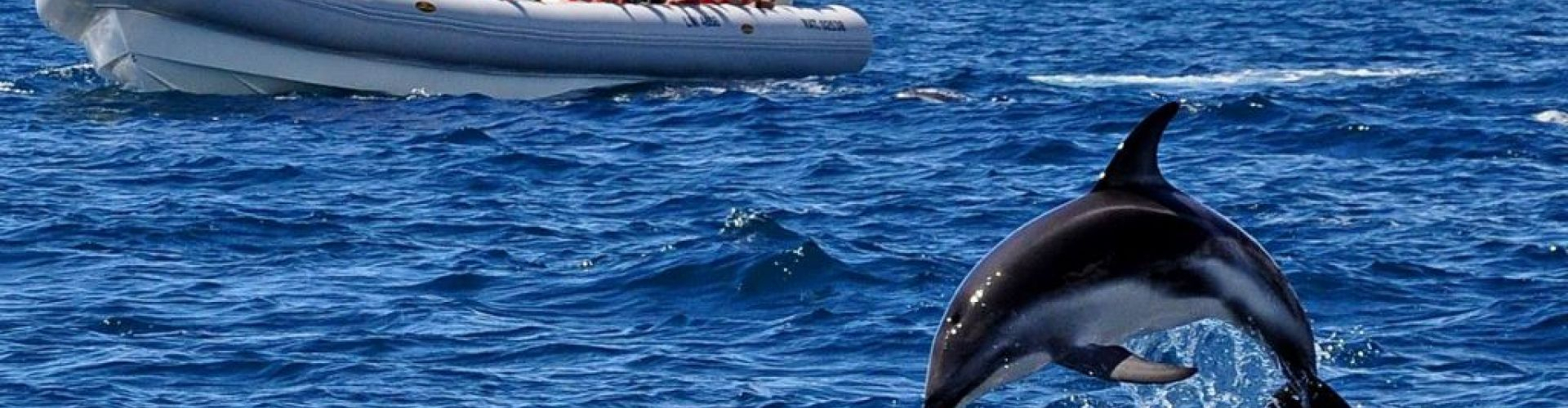 Avistaje de delfines en Puerto Madryn
