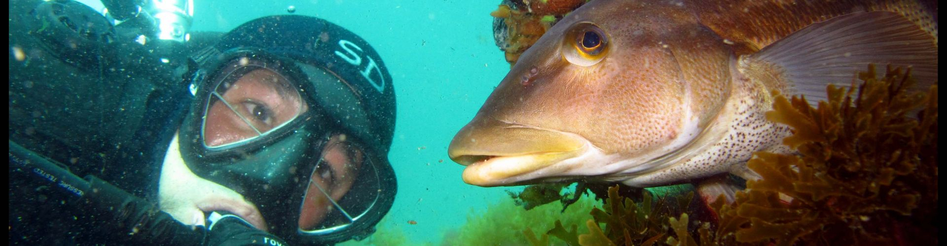 buceo en arrecife