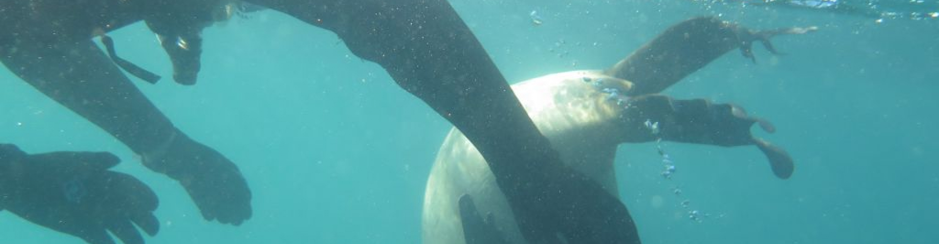 Snorkeling con lobos marinos