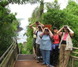 Birdwatching en Cataratas del Iguazú con más de 450 especies de aves para descubrir