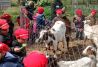 Animales de corral