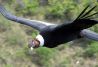 Cerro Champaqui - Condor Andino